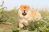 CHOW CHOW 282